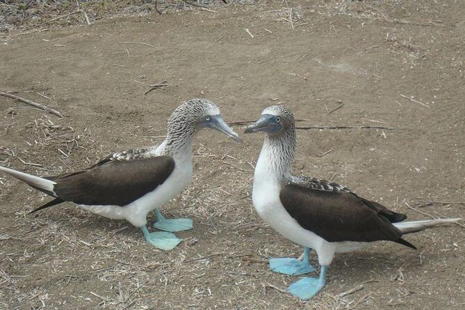 Galapagos Enchanting 3 Islands (5 Days) - Key Points