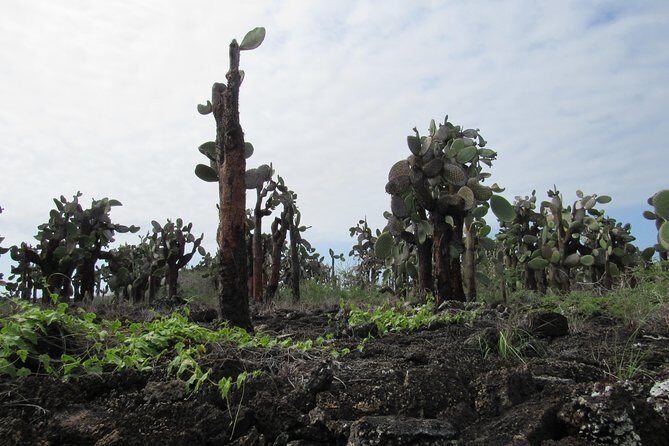 GALAPAGOS IDEAL (3Days) - FAQ