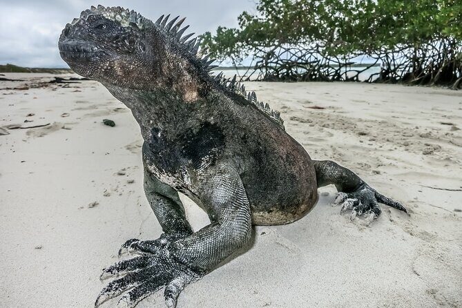 Galapagos- Santa Cruz Explorer 4 days - What We Love About This Tour