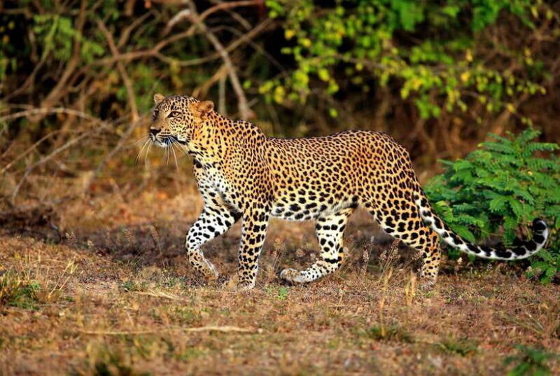 Galle: All Inclusive Morning Leopard Safari in Yala -Private - Key Points: