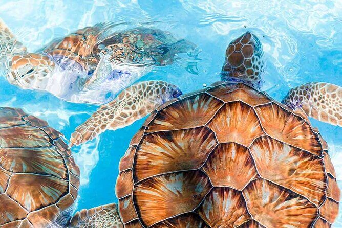 Galle and Bentota Day Tour From Colombo and Negombo - FAQ