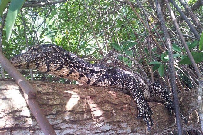 Galle & Bentota River Safari Private Tour from Beruwala Hotels - In-Depth Look at the Tour