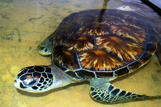 Galle Day Tour from Colombo or Negombo by Private Car , Van with Driver - Final Thoughts: Is It Worth It?