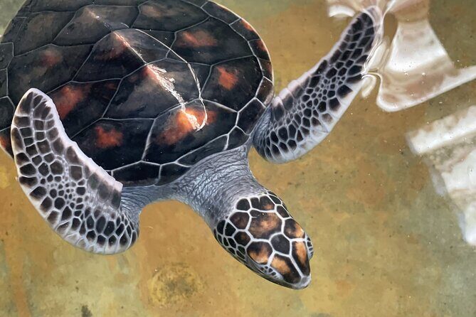 Galle Day Tour with Turtle Hatchery & River Boat Safari - FAQ: Practical Questions Answered