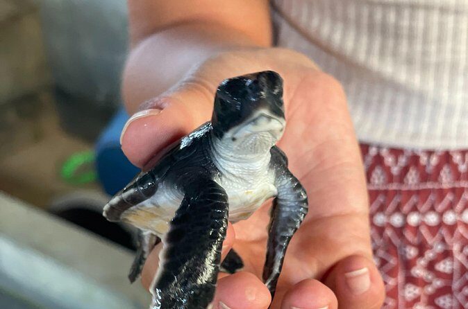 Galle Day Tour with Turtle Hatchery & River Boat Safari - Final Thoughts