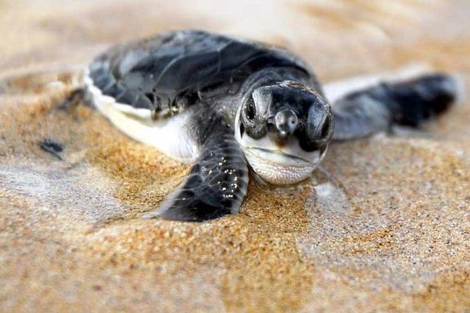 Galle Day Trip From Colombo - FAQs