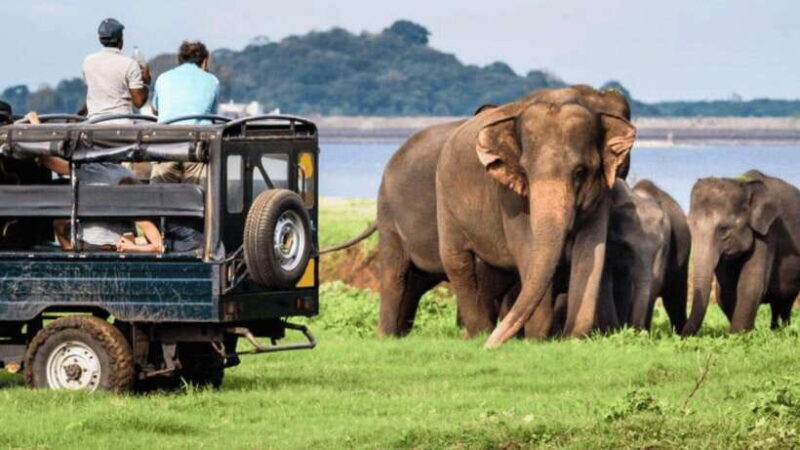 Galle/Hikkaduwa/Bentota/Kosgoda: Yala National Park Safari - Who Will Love This Tour?