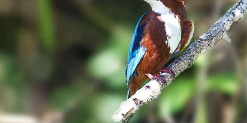 Galle/Mirissa/Hikkaduwa: Transfer to Ella & Udawalawa Safari - Authentic Feedback from Travelers