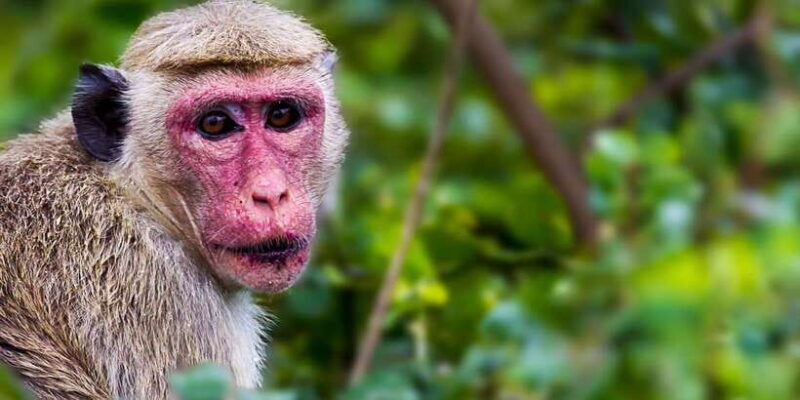 Galle/Mirissa/Hikkaduwa: Transfer to Ella & Udawalawa Safari - Who Will Love This Tour?