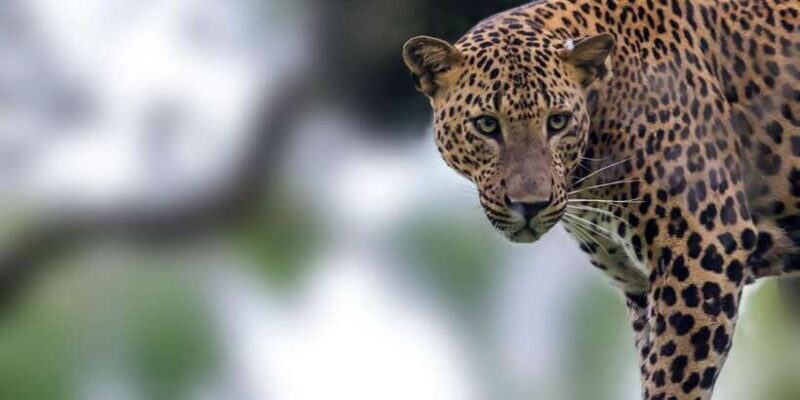 Galle/Mirissa: Yala & Udawalawe Safari Day Trip with Picnic - Key Points