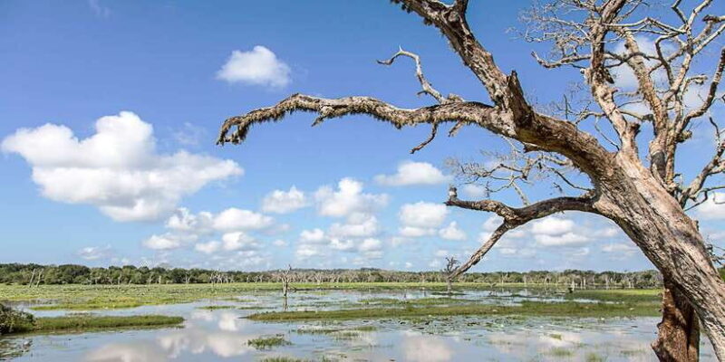 Galle/Mirissa: Yala & Udawalawe Safari Day Trip with Picnic - Final Thoughts