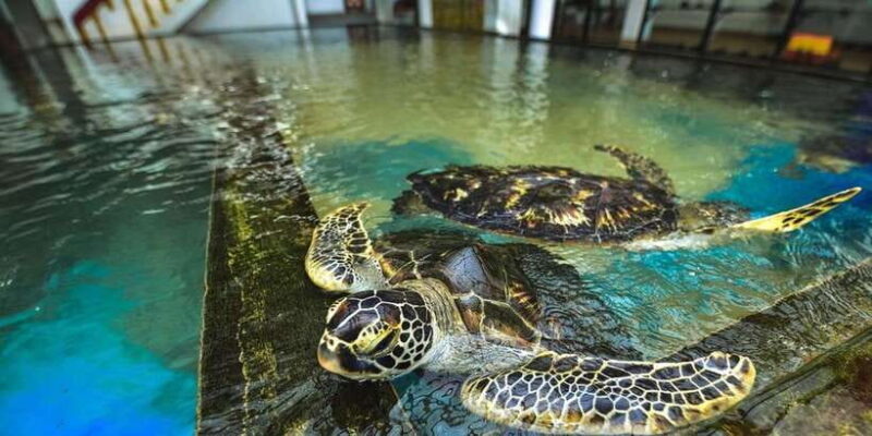 Galle Transfer Tour from Colombo/Negombo - Key Points