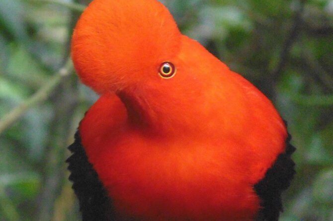 Gallito de Roca sighting - Key Points