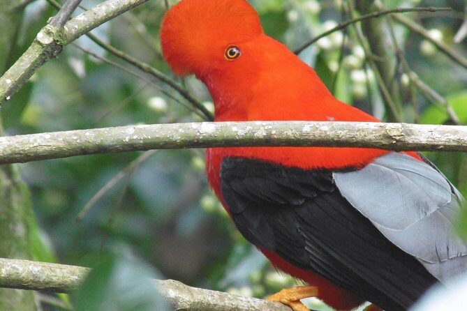 Gallito de Roca sighting - The Main Attraction: Gallito de Roca