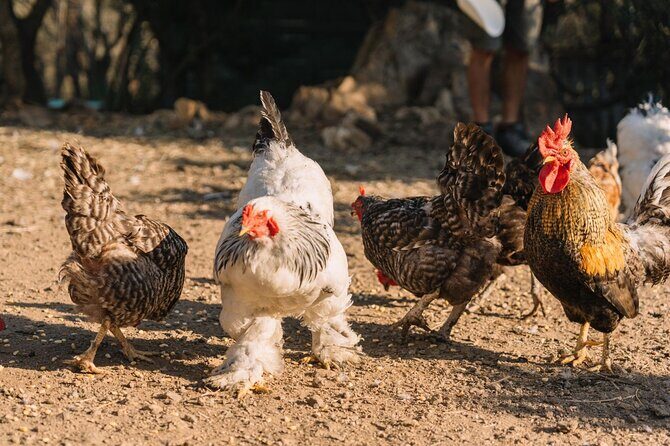 Gallura Picnic in the Farm with Animals - The Sum Up