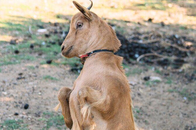 Gallura Picnic in the Farm with Animals - FAQ