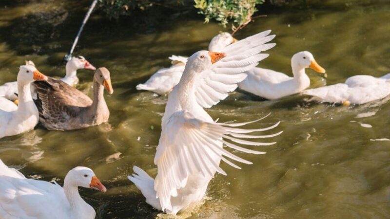 Gallura: Picnic on a Farm with Animals - Why This Tour Offers Great Value