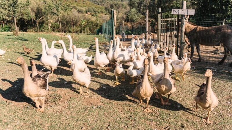 Gallura: Picnic on a Farm with Animals - The Sum Up: Who Will Love This Experience?