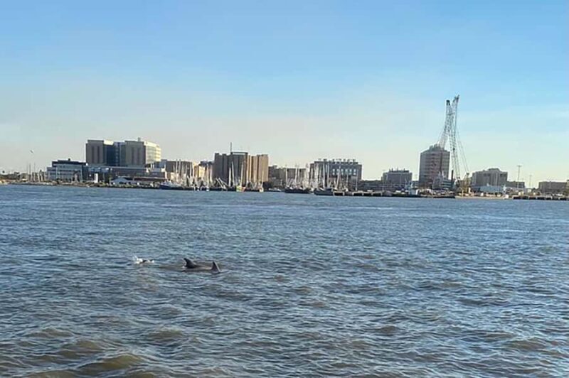 Galveston: Dolphin-Watching Cruise - An In-Depth Look at the Galveston Dolphin-Watching Cruise