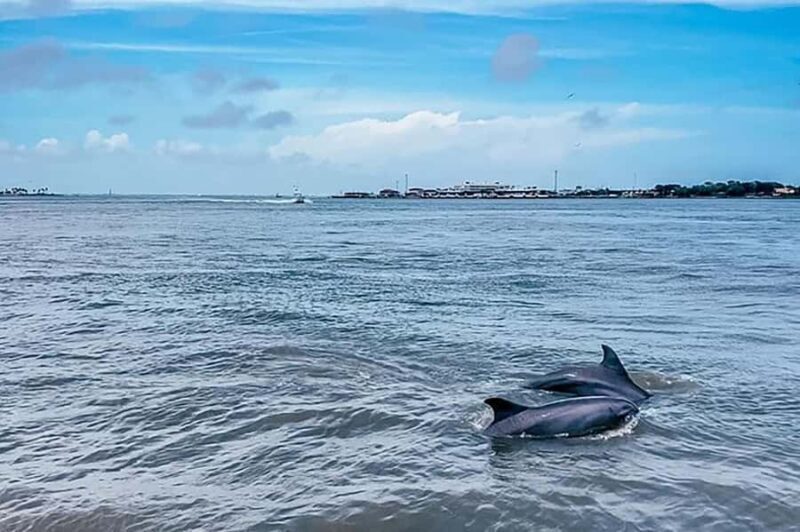 Galveston: Dolphin-Watching Cruise - Frequently Asked Questions