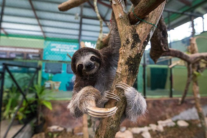 Gamboa Rainforest Experience From Panama City - Gamboa Rainforest Experience From Panama City