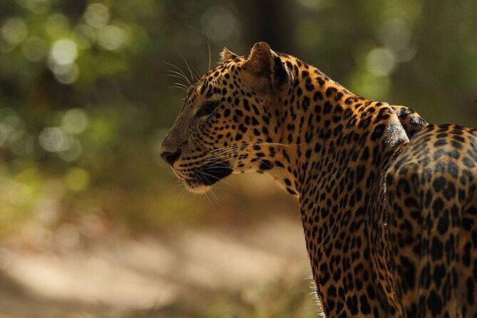 Game Drive Wilpattu National Park : Private Tour - A Personal Look at the Wilpattu Game Drive Experience