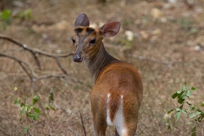 Game Drive Wilpattu National Park : Private Tour - The Sum Up