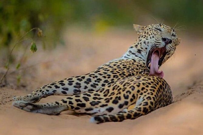 Game Drive Wilpattu National Park : Private Tour - FAQ