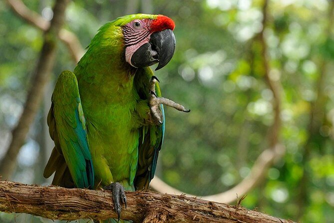 Gandoca - Manzanillo Trail & Great Green Macaw Tour - Detailed Review of the Gandoca - Manzanillo Trail & Great Green Macaw Tour