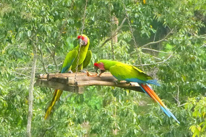 Gandoca - Manzanillo Trail & Great Green Macaw Tour - FAQ