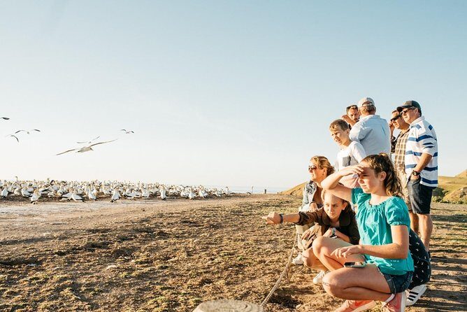 Gannet Safaris Overland tour to Cape Kidnappers Gannet Colony - A Deep Dive Into the Experience