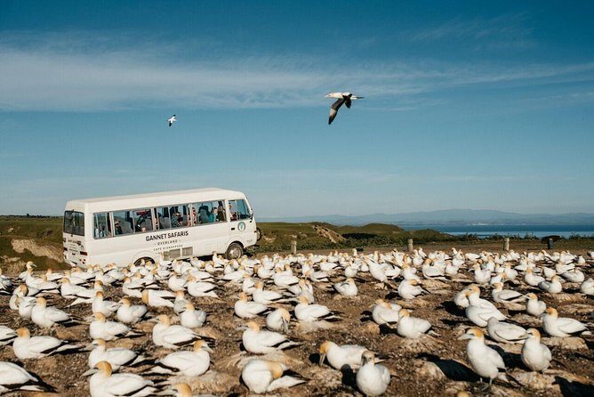 Gannet Safaris Overland tour to Cape Kidnappers Gannet Colony - Frequently Asked Questions
