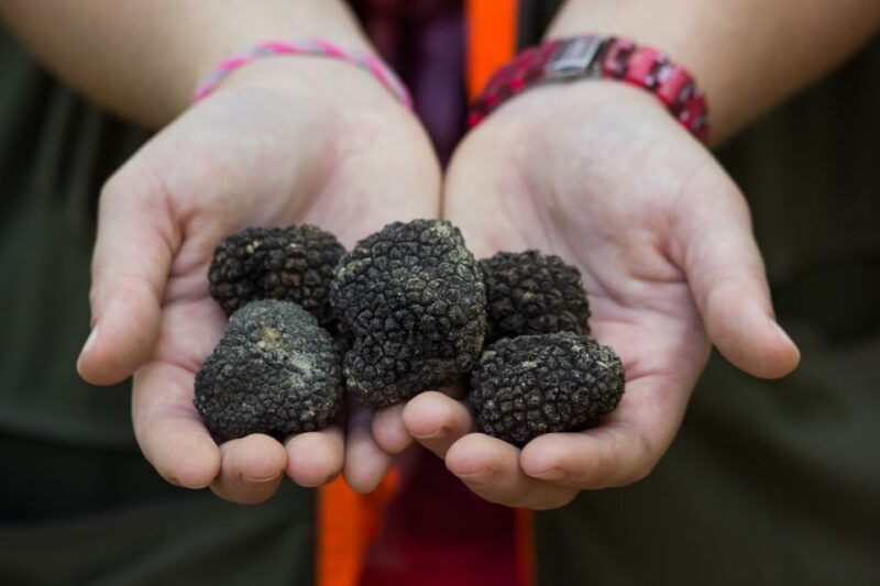 Gaon - Istria: Truffle Hunting & Cooking & Tasting - What’s Included and What’s Not