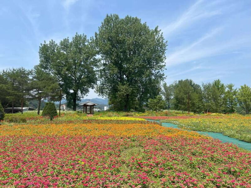 Gapyeong Day Trip : River Cruise to Walk around Jarasum - Overview of the Gapyeong Day Trip: River Cruise to Walk Around Jarasum