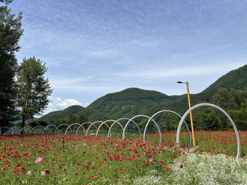 Gapyeong Day Trip : River Cruise to Walk around Jarasum - Practical Details & Traveler Insights