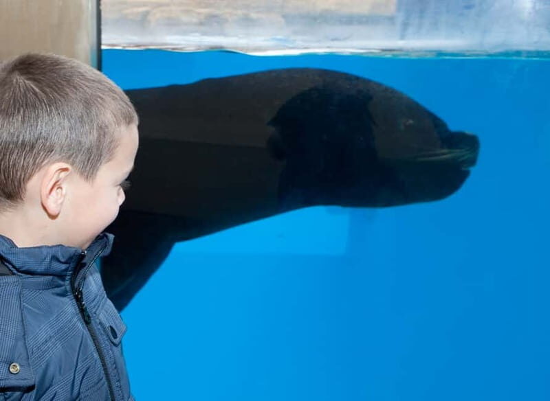 Gardaland SEA LIFE Aquarium: Open Date Entry Ticket - A Detailed Look at Gardaland SEA LIFE Aquarium