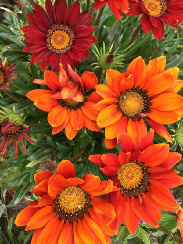 Garden Paths and Architectural Gems - Key Points