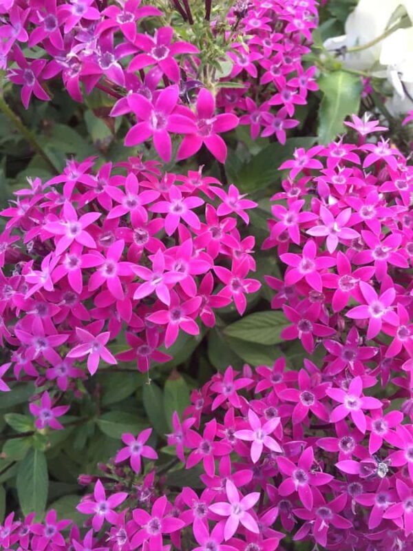 Garden Paths and Architectural Gems - FAQ