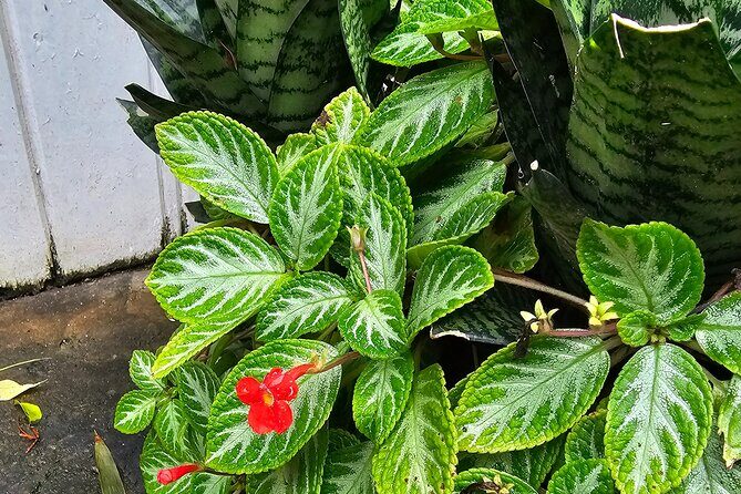 Gardens and Nature Chauffeur Adventures St. Lucia - Key Points