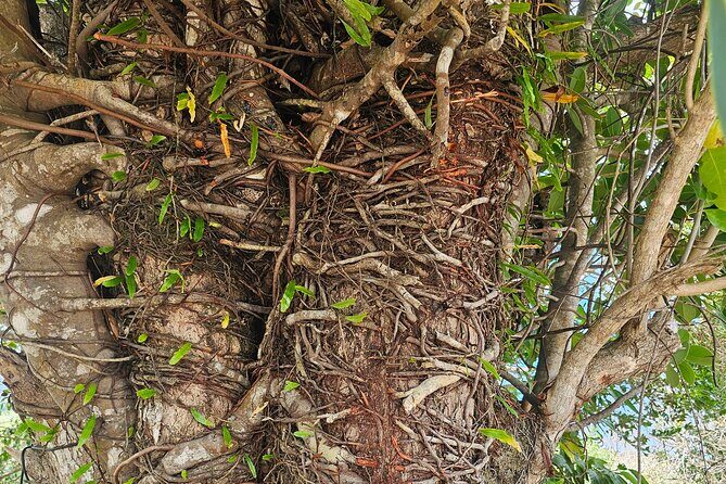 Gardens and Nature Chauffeur Adventures St. Lucia - Final Thoughts