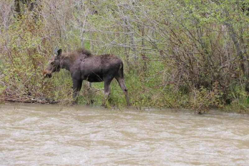 Gardiner: Scenic Raft Float on the Yellowstone River - Who Should Book This Tour?