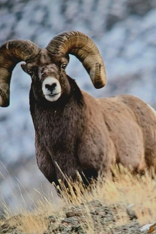 Gardiner: Yellowstone National Park Half Day Guided Hike - Final Thoughts