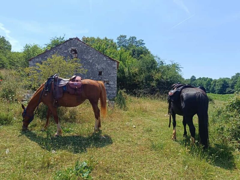Gargano National Park: horseback riding - The Sum Up: Is This Ride Right for You?