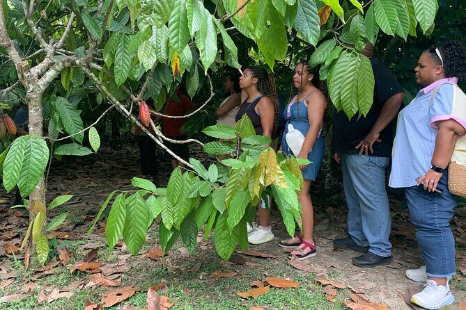 Garifuna and Mayan Full Day Cultural Foodie Tour Hopkins Belize - Who Is This Tour Best Suited For?