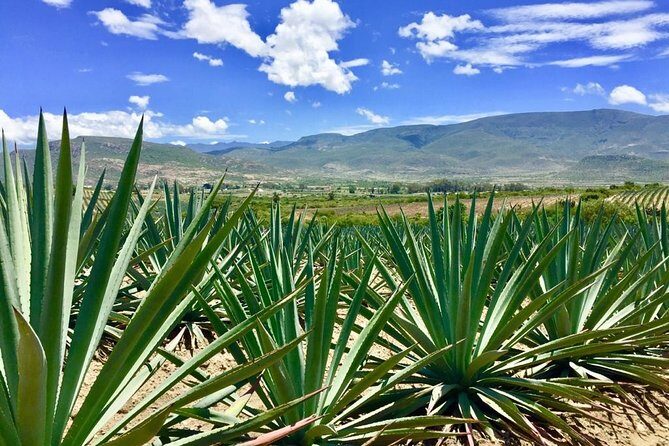 Gastronomy Experience, Culture Mezcal,Tasting & Textiles. Private Tour. - FAQ