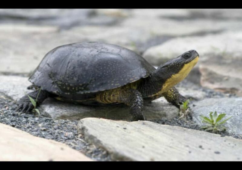 Gatineau Park Tour Exclusive with Pick Up and Drop Off - The Cost and Its Value