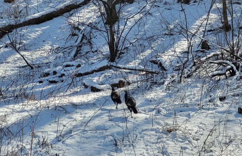 Gatlinburg: Great Smoky Mts National Park Waterfall Tour - What Makes the Trail Special?