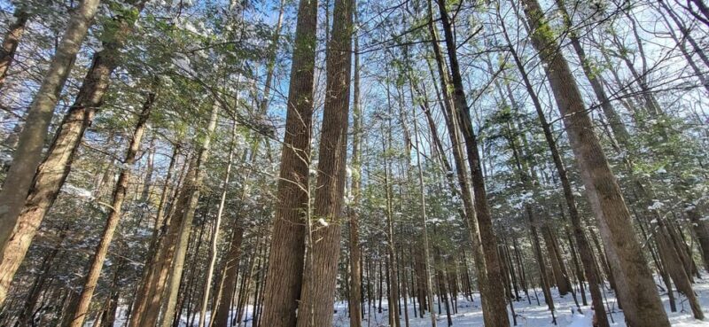 Gatlinburg: Great Smoky Mts National Park Waterfall Tour - Practical Details and Tips