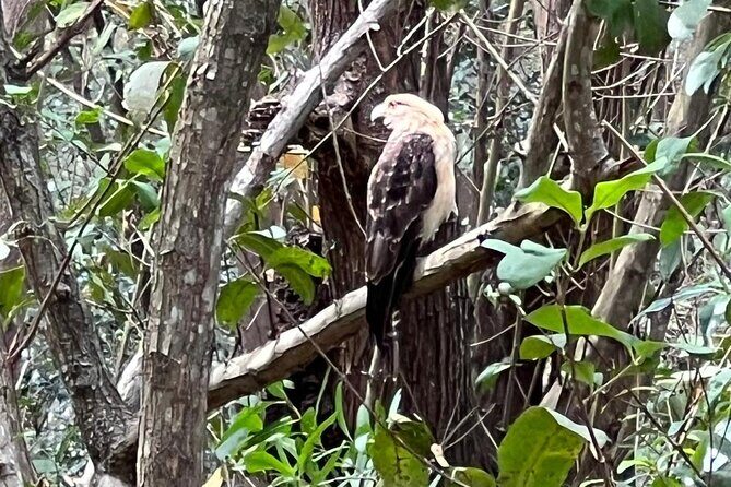 Gatun Expedition Monkey island Tour - Key Points