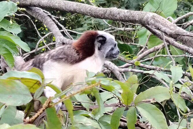 Gatun Expedition Monkey island Tour - FAQs